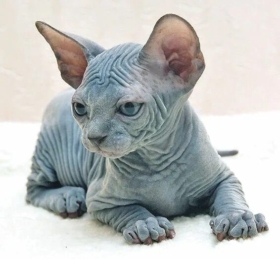 Котик сфинкс фото Пин от пользователя dogs на доске sphynx cat Кошки и котята, Поведение кошки, Ми