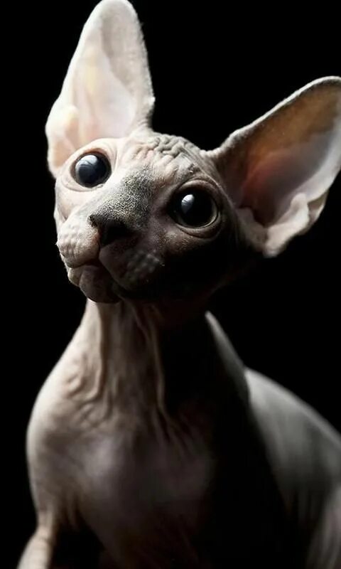 Котик сфинкс фото Pin by Tiina Kujamäki on Iphone Sphynx cat, Cats and kittens, Sphinx cat