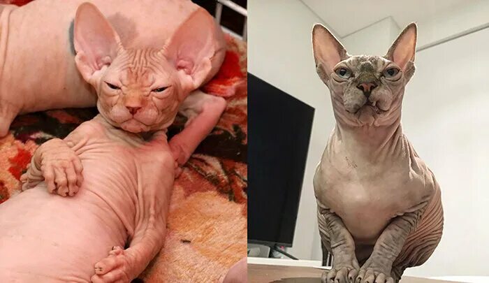 Котик сфинкс фото 25 милейших фотографий сфинксов, доказывающих, что как модели они не очень КУЛЬТ