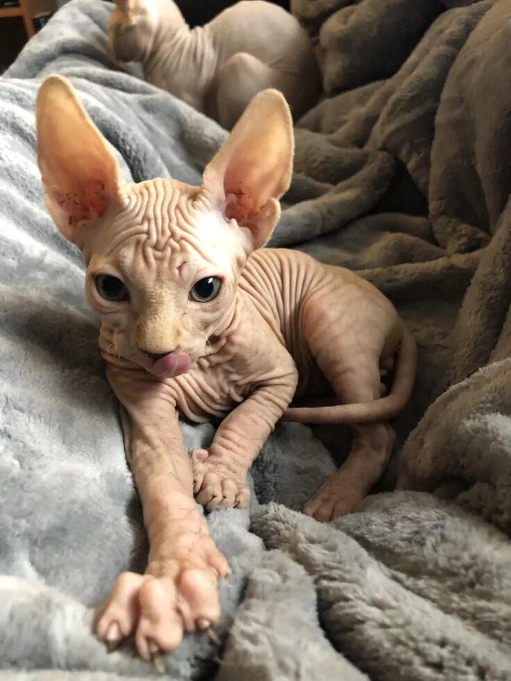 Котик сфинкс фото Sphynx Kitty Cute hairless cat, Spinx cat, Cute baby animals
