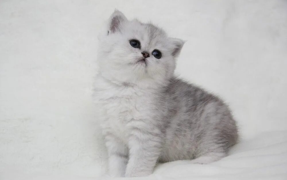 Котик шиншилла фото Котята от Шиншиллы: 50 000 тг. - Кошки Алматы на Olx