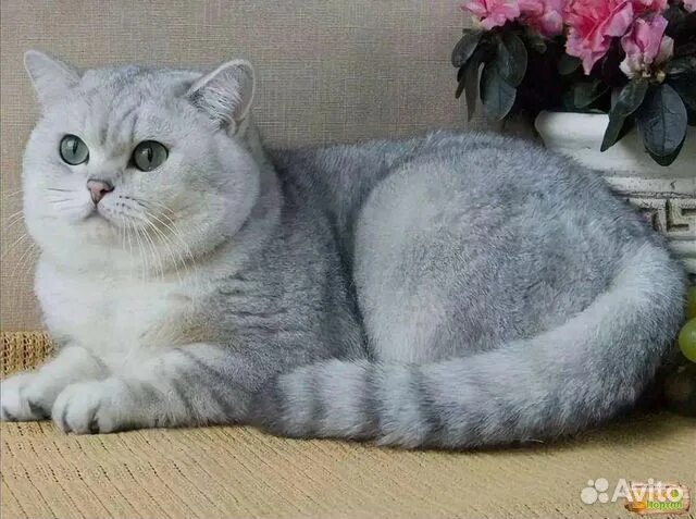Котик шиншилла фото Британская серебристая шиншилла купить в Курске Животные и зоотовары Авито