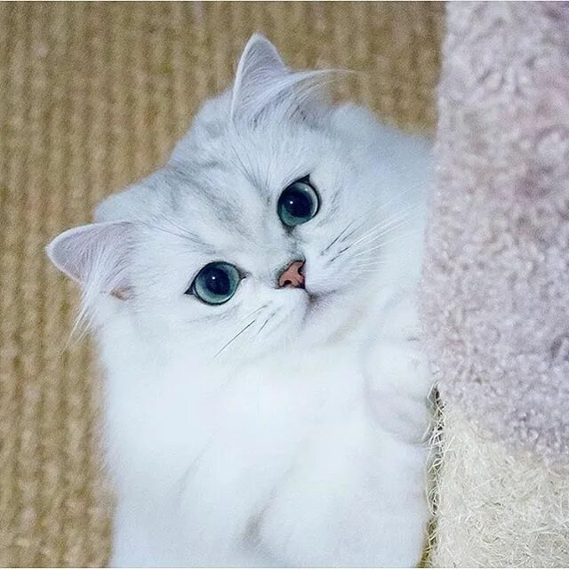Котик шиншилла фото Reggie The Cat (@littlelordreginald) * Фото и видео в Instagram Chat, Photo inst
