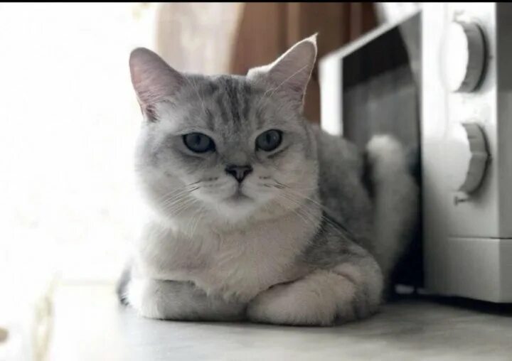 Котик шиншилла фото Неактивно