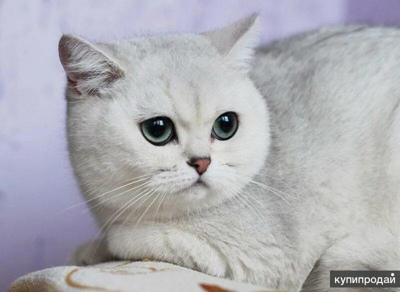 Котик шиншилла фото Элитный серебристые шиншиллы BRIns11 в Екатеринбурге