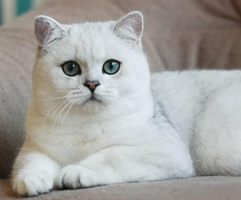 Котик шиншилла фото Котенок Шиншилла серебристая - купить в Икше, цена 5 000 руб., продано 22 марта 