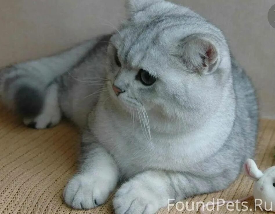 Котик шиншилла фото Объявление. Пропал кот британец синшела Пр.