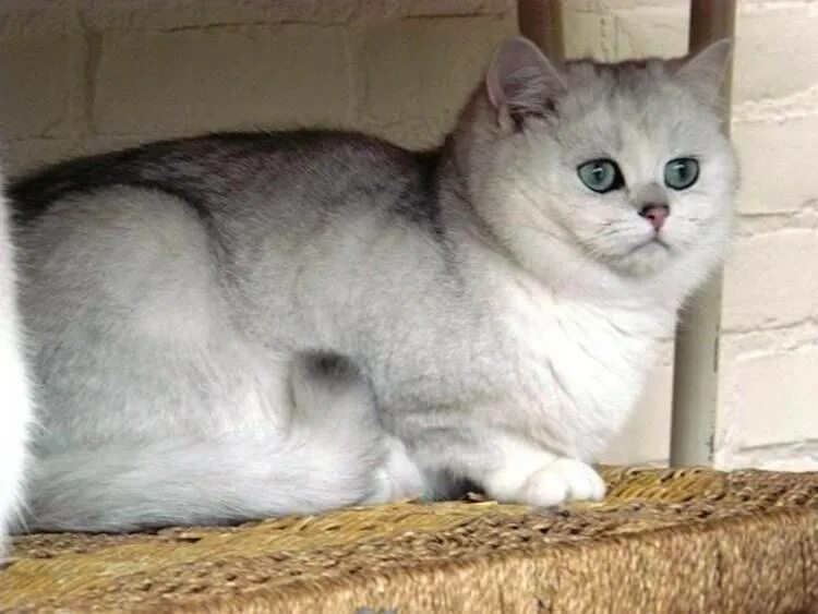 Котик шиншилла фото Шиншиллы британские или шотландские 22 кота