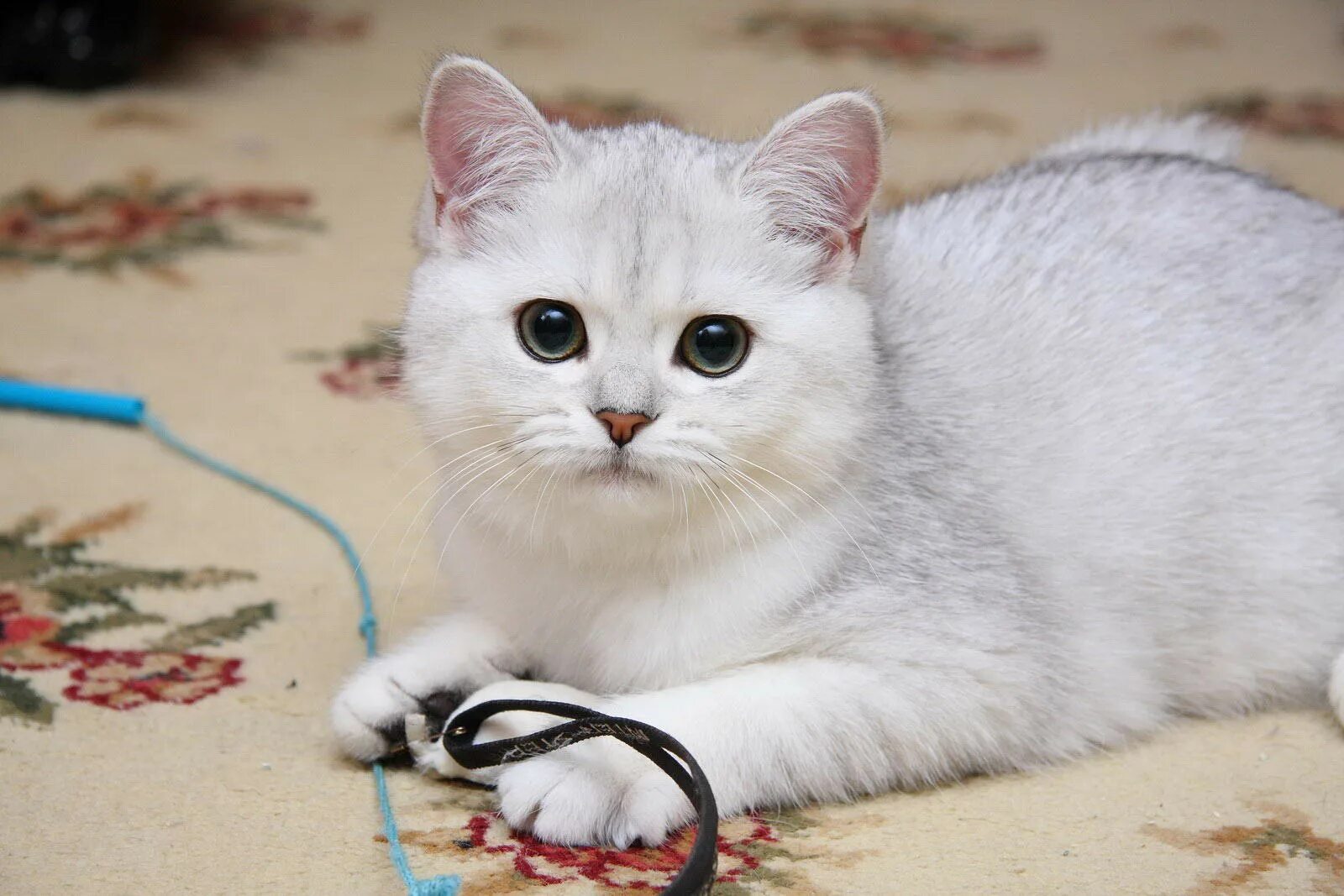 Котик шиншилла фото Котенок девочка британская короткошерстная (британка) черная серебристая затушев