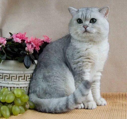 Котик шиншилла фото Продажа элитных британских котят в Чехии