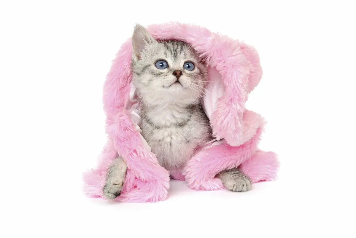 Котик шуба фото Celebrate National Cat Day With 19 Photos Of Cats Wearing Clothes Cat photo, Nat