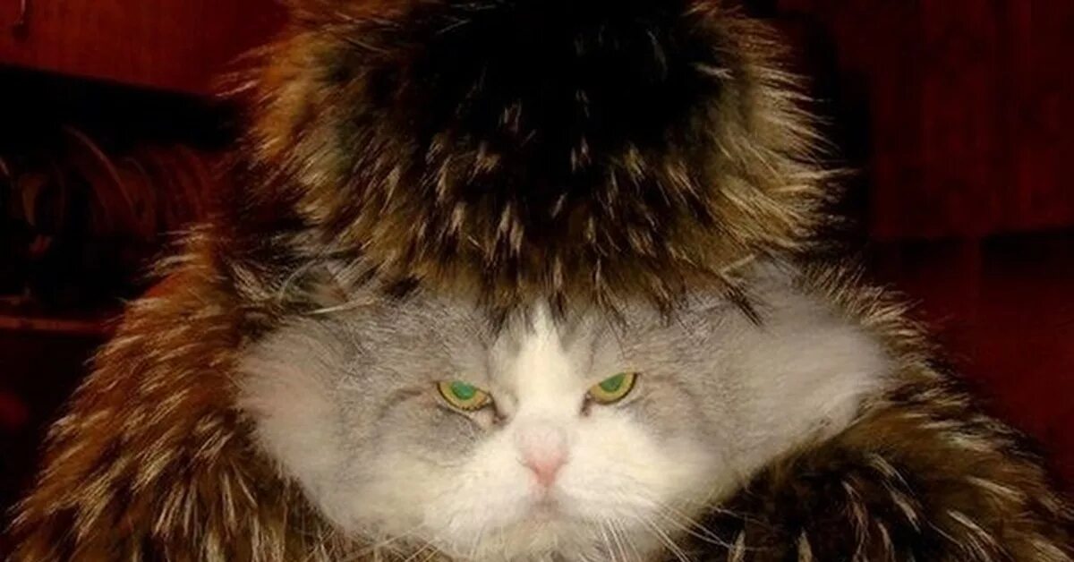 Котик шуба фото Барин не в духе Пикабу