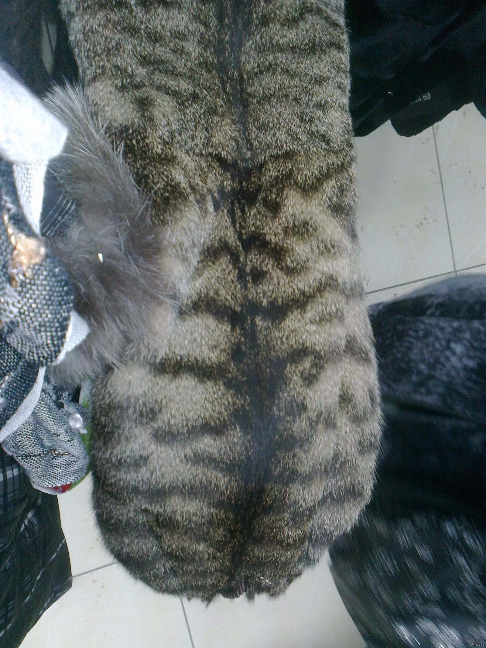 Котик шуба фото Шуба из Барсика Пикабу