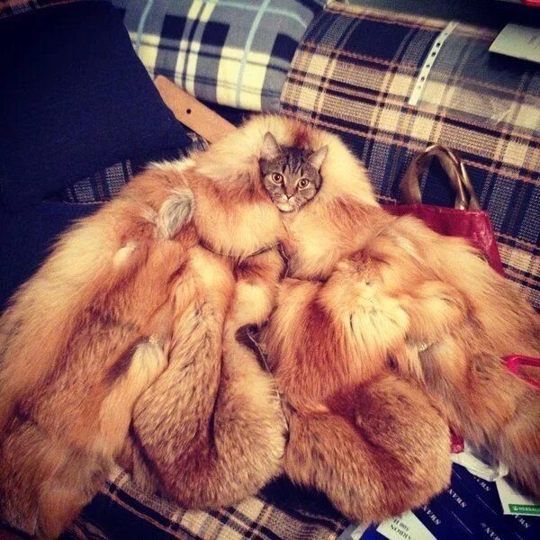 Котик шуба фото https://vk.com/feed Funny memes, Memes, Funny