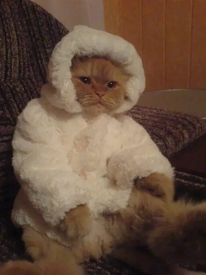 Котик шуба фото Funny cats pics(8 photo) Cat pics, Funny cat pictures, Cats