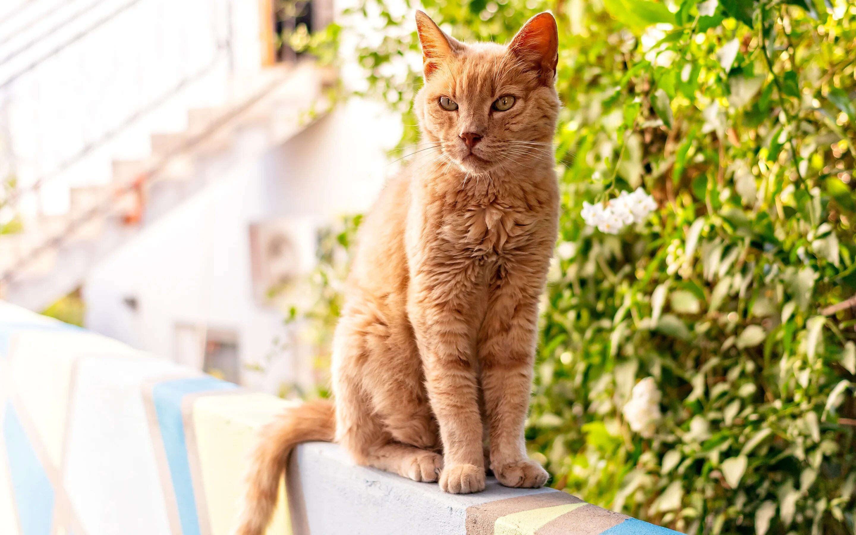 Котик сидит фото Скачать обои зелень, кошка, кот, взгляд, цветы, рыжий, сидит, раздел кошки в раз