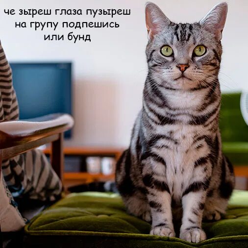 Котик сидит фото Спільнота Steam :: :: котик прав! ставб нравица если тоже так думаешь!
