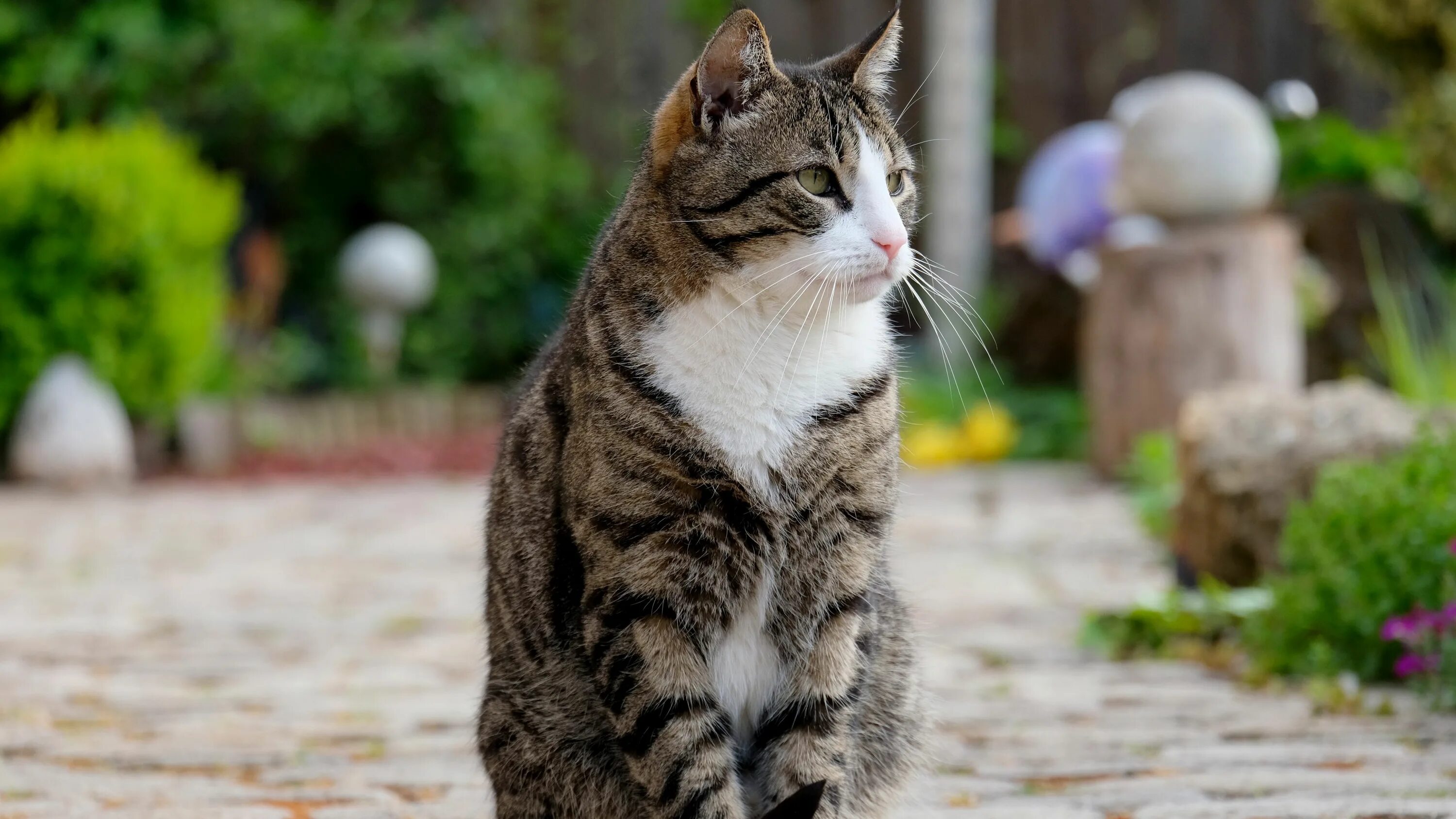 Котик сидит фото Download wallpaper 3840x2160 cat, sitting, striped 4k uhd 16:9 hd background