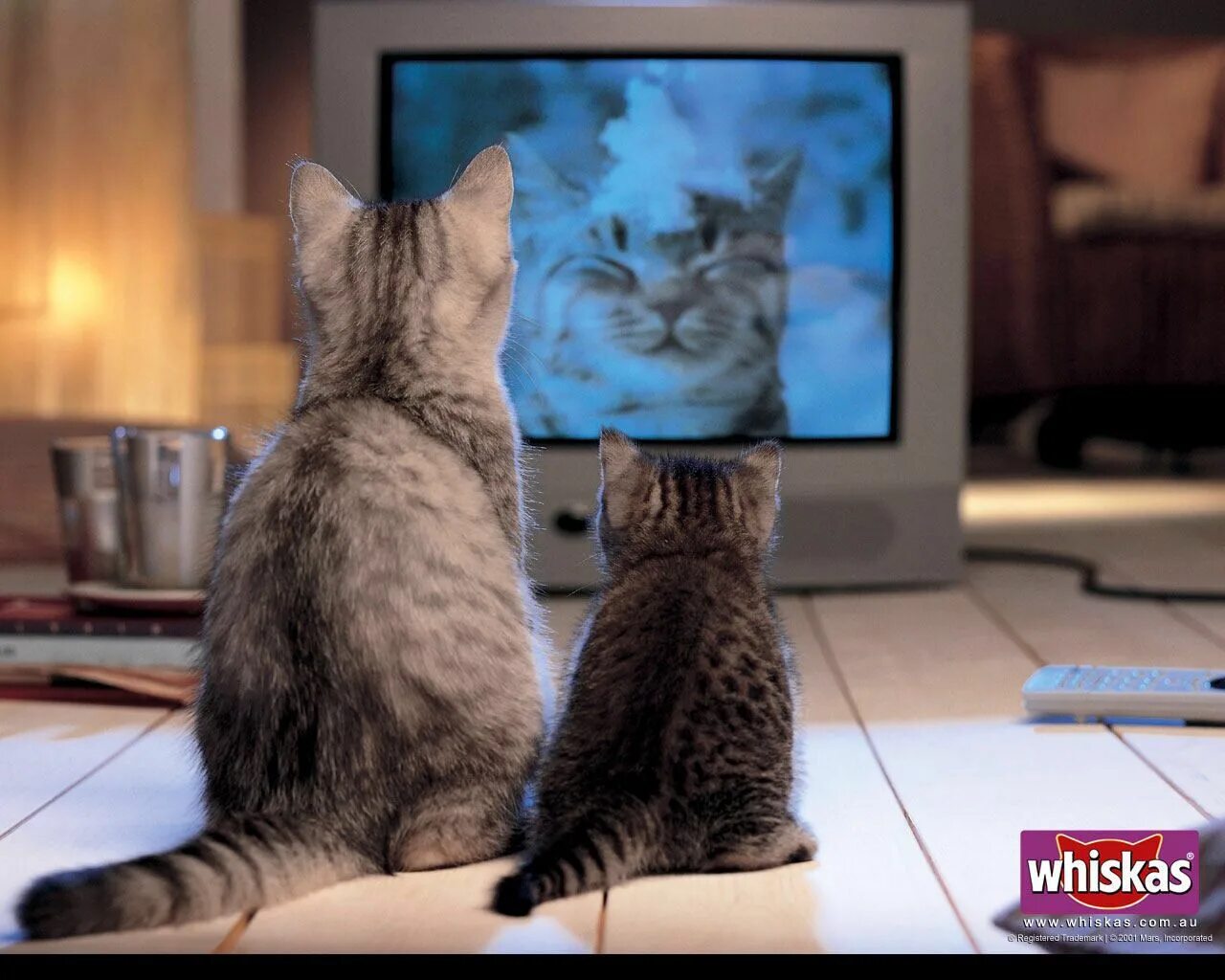 Котик смотреть фото Kitties Watching Tv Animaux amusants, Chats de compagnie, Animales