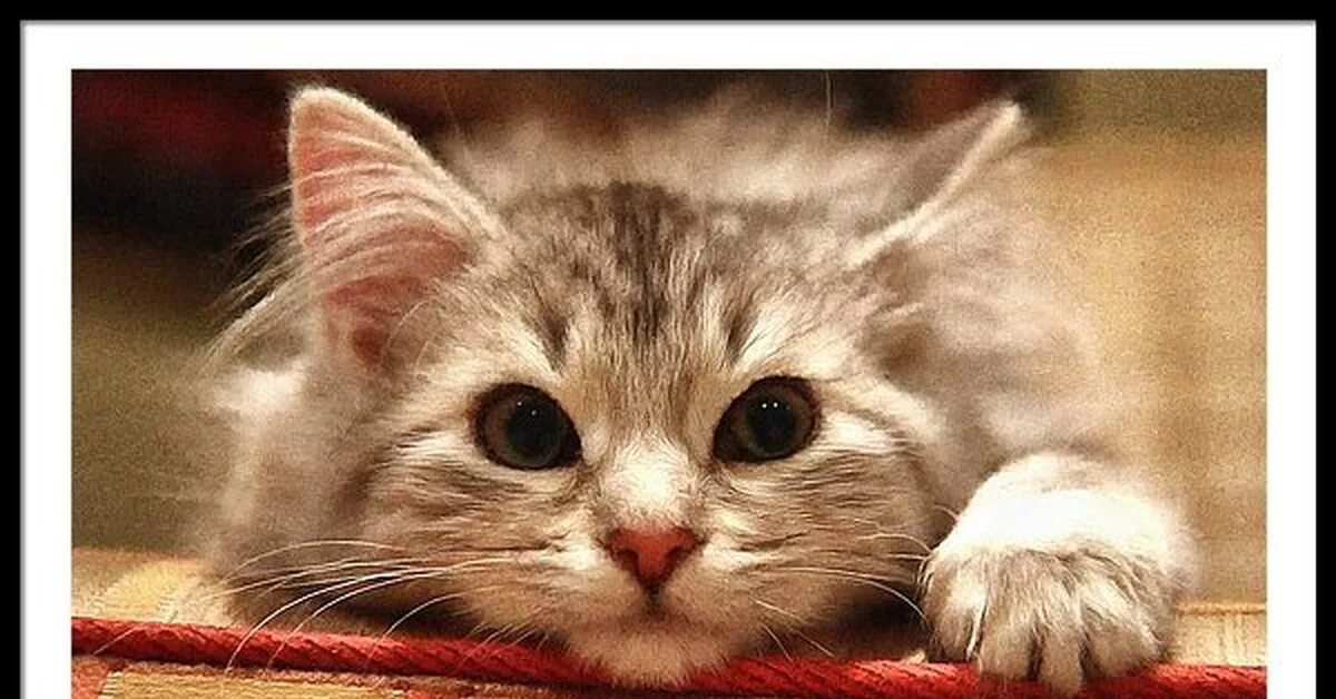 Котик смотреть фото Котенок Арт. Пикабу