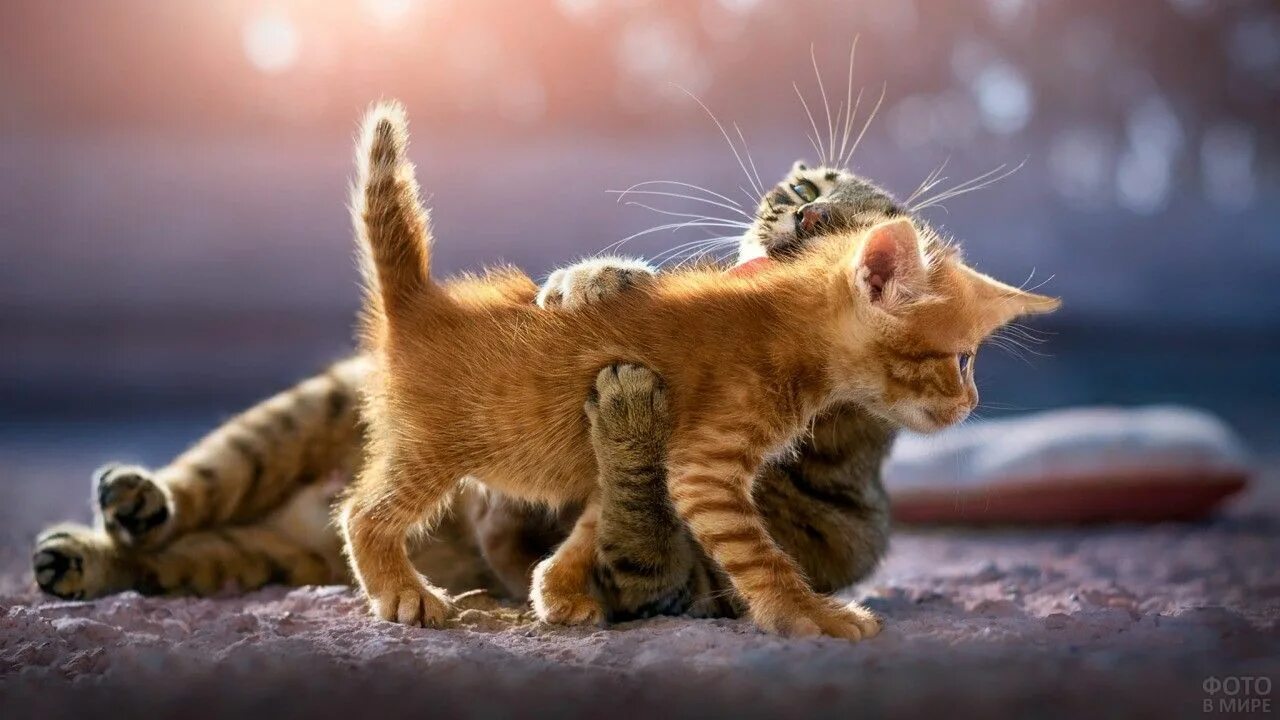 Котик смотреть фото Кошки с котятами (31 фото) Очаровательные котята, Милые котики, Смешные фотограф
