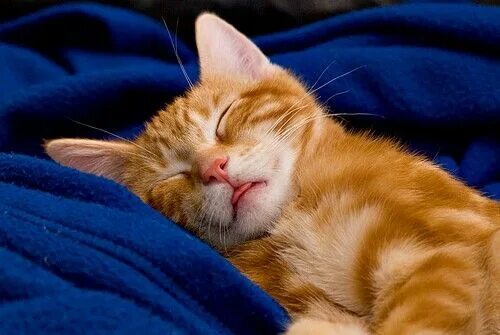 Котик спит фото Pin by Anne-Lize Timmerman on Sleep Cat photography, Cats, Cute cats