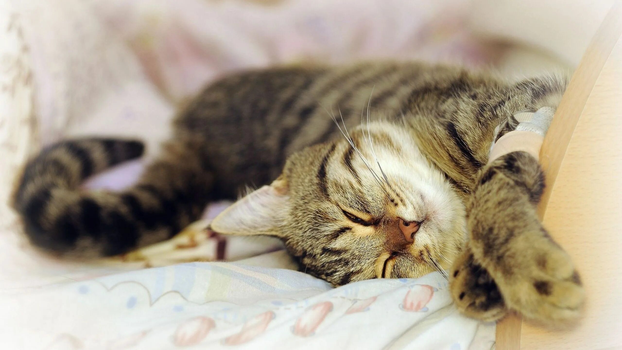 Котик спит фото 2560x1440 Wallpaper cat, lying, playful, dream Pets cats, Cats and kittens, Slee