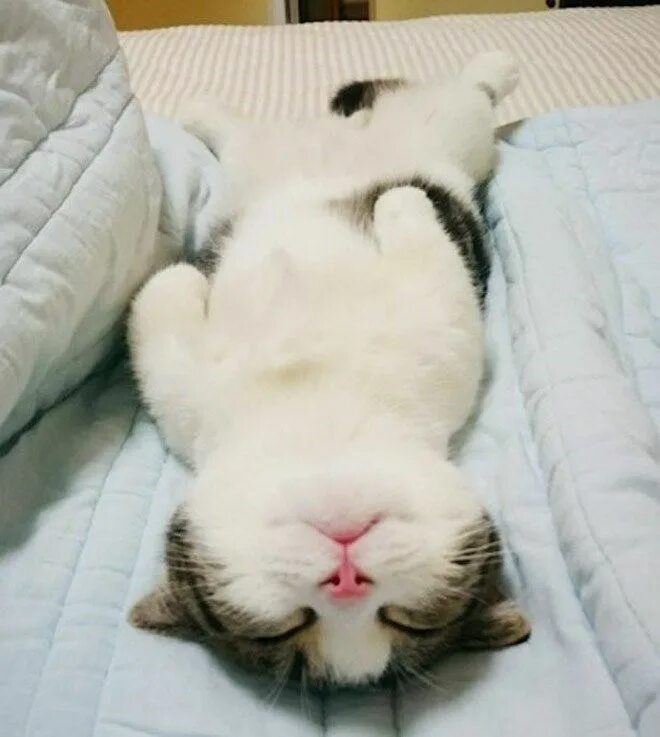 Котик спит фото It's Time For Some Cats Sleeping On Their Backs And Looking Totally Adorable Cat