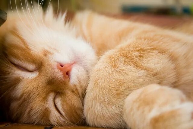 Котик спит фото Tender Sleeper Cute animals, Cute cats, Animals