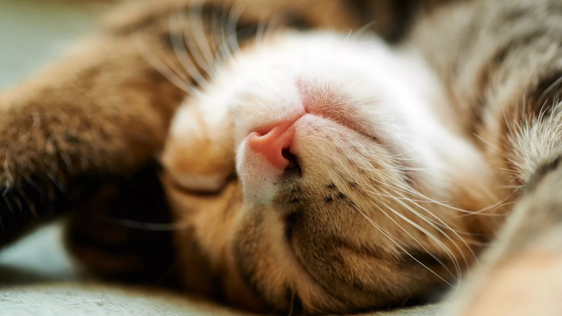 Котик спит фото Wallpaper : animals, sleeping, closeup, nose, whiskers, skin, nap, sleep, eye, k