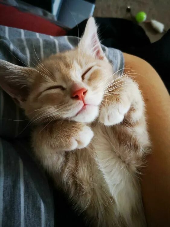Котик спит фото Pin on Cuddly Cats