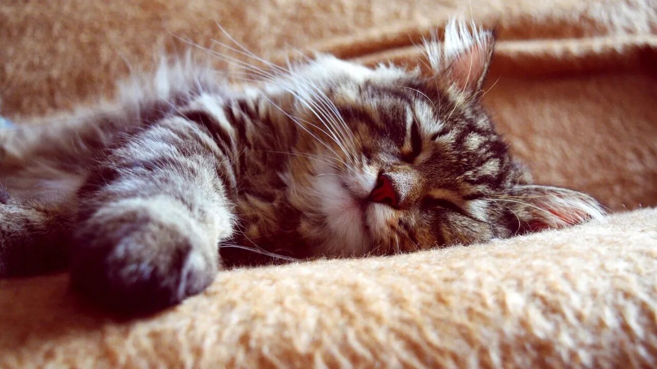 Котик спит фото Why do CATS sleep so much - YouTube