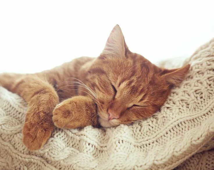 Котик спит фото Скачать обои кошка, кот, лапы, рыжий, мордочка, спит, отдыхает, раздел кошки в р