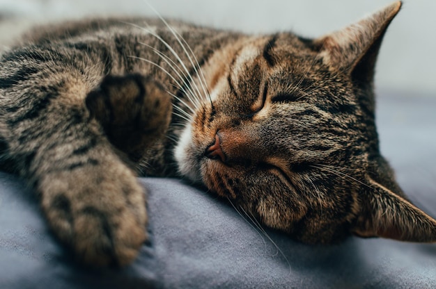 Котик спит фото Premium Photo Closeup portrait of a sleeping cat on the bed