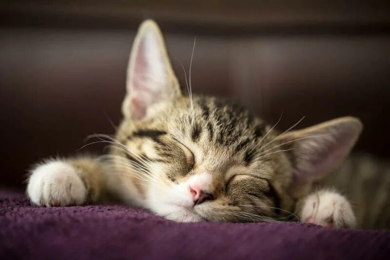 Котик спит фото Ответы Mail.ru: Во сколько вы просыпаетесь после праздника? А то что то я еле вс