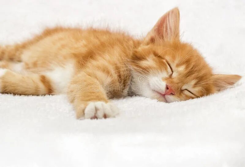 Котик спит фото Ginger cat sleeping stock photo. Image of white, looking - 70399434