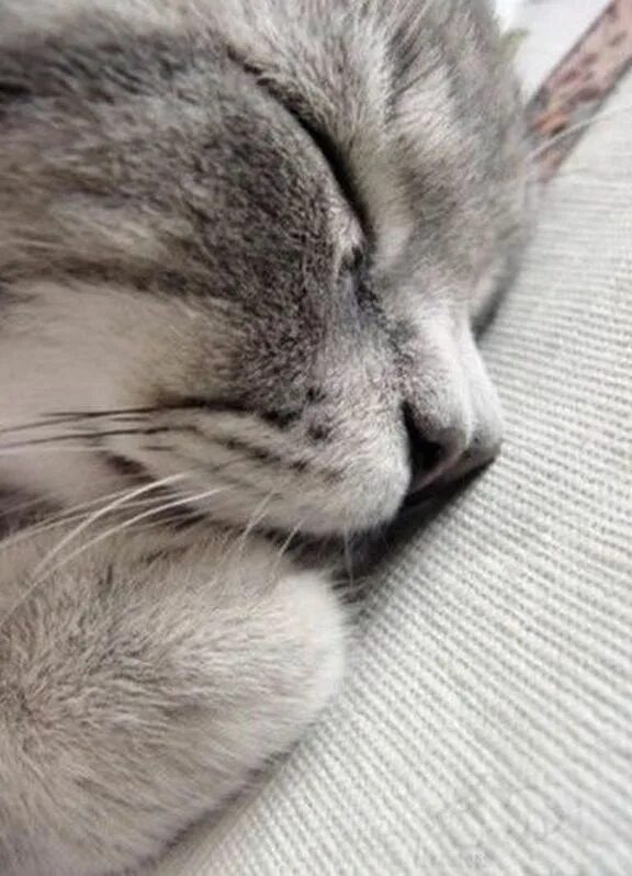 Котик спит фото Вдохновение от SKRMASTER.RU - Handmade ярмарка России Cute animals, Funny animal
