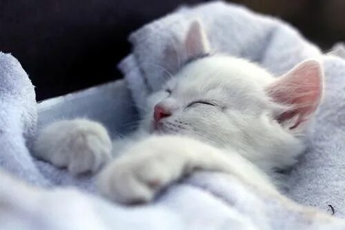 Котик спит фото милое Reminds me of the picture of Lily! Too cute! For Michelle :-) Cute cats, Funny c