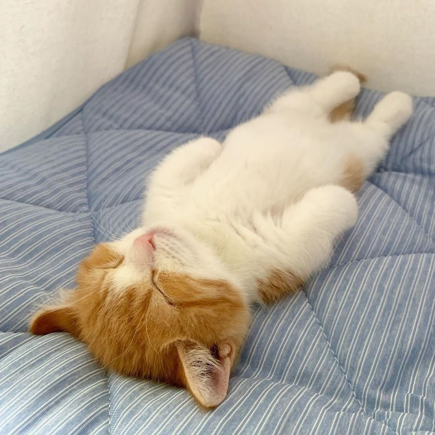 Котик спит фото милое Найден котёнок, который спит по-человечески лёжа на спине Munchkin kitten, Sleep