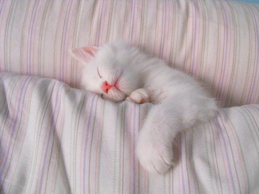 Котик спит фото милое Одеяло электрическое инфракрасное Премиум 190*185 см, 2 зоны обогрева, с автоотк
