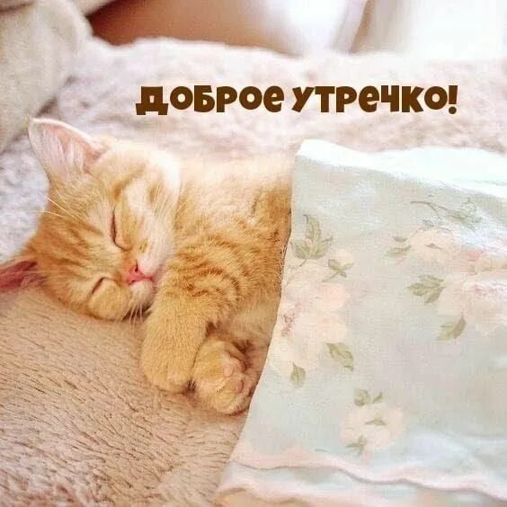 Котик спит фото милое Пин на доске Кошки Котята, Кошачьи цитаты, Милые котики