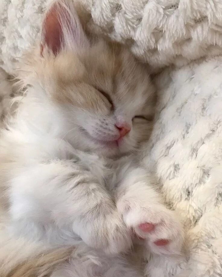 Котик спит фото милое sleepy Очаровательные котята, Детеныши животных, Милые детеныши животных