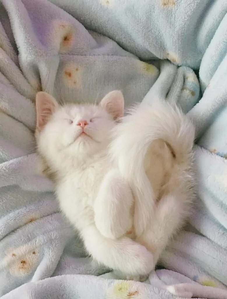 Котик спит фото милое Если у вас всё хорошо, то, вероятно, вы - кот... Без кота и жизнь не та Фотостра