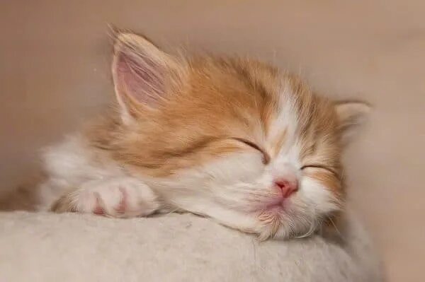 Котик спит фото милое Простые имена и клички для кошек