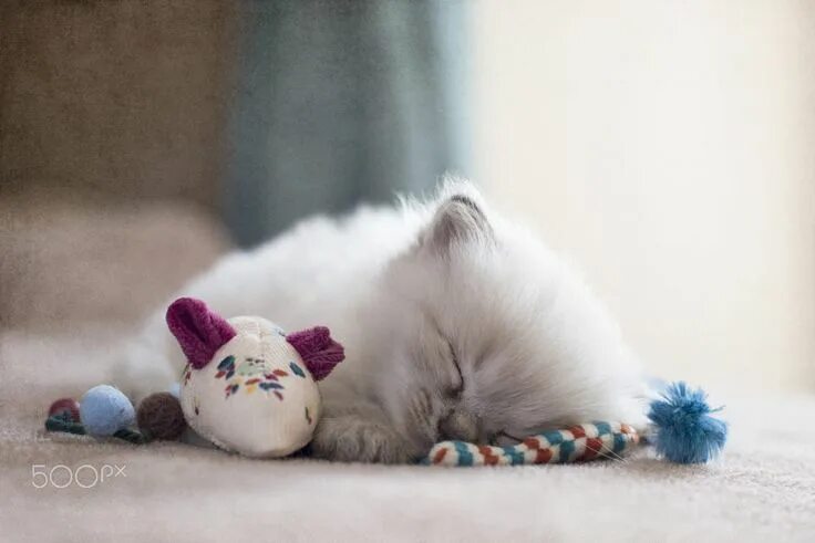 Котик спит фото милое Ragdoll Kitten by Cathryn Hardwick on 500px Ragdoll kitten, Cat sleeping, Kitten