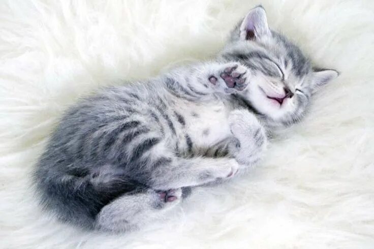 Котик спит фото милое This Is Why Cats Sleep So Much - Best Life Funny cat pictures, Cat sleeping, Fun