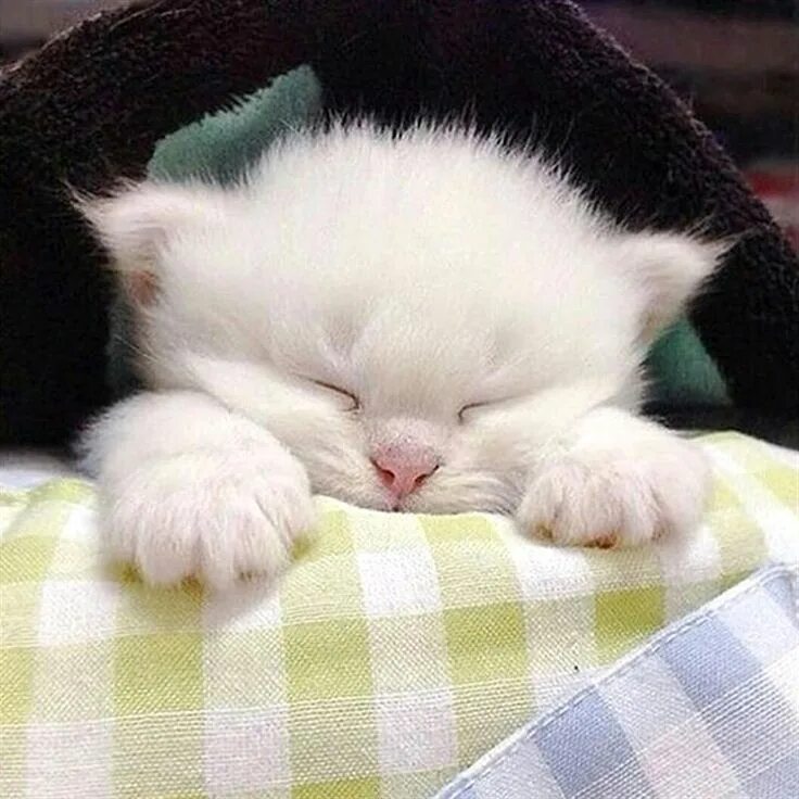 Котик спит фото милое Pin on Cute & Adorable Kittens! Kittens cutest, Cute cats, Beautiful cats