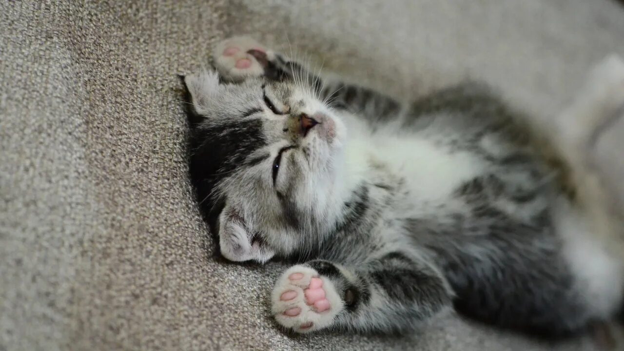 Котик спит фото милое Скачать обои лапки, мордочка, спит, котёнок, раздел кошки в разрешении 1280x720
