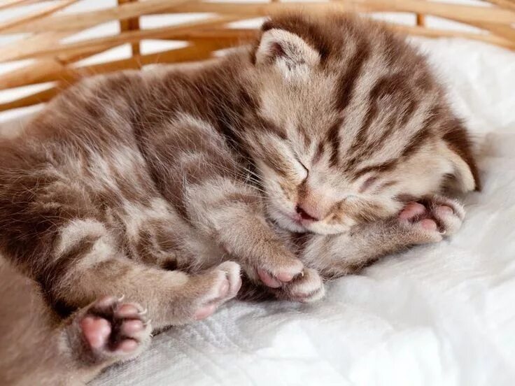Котик спит фото милое Pin auf World Of Animals