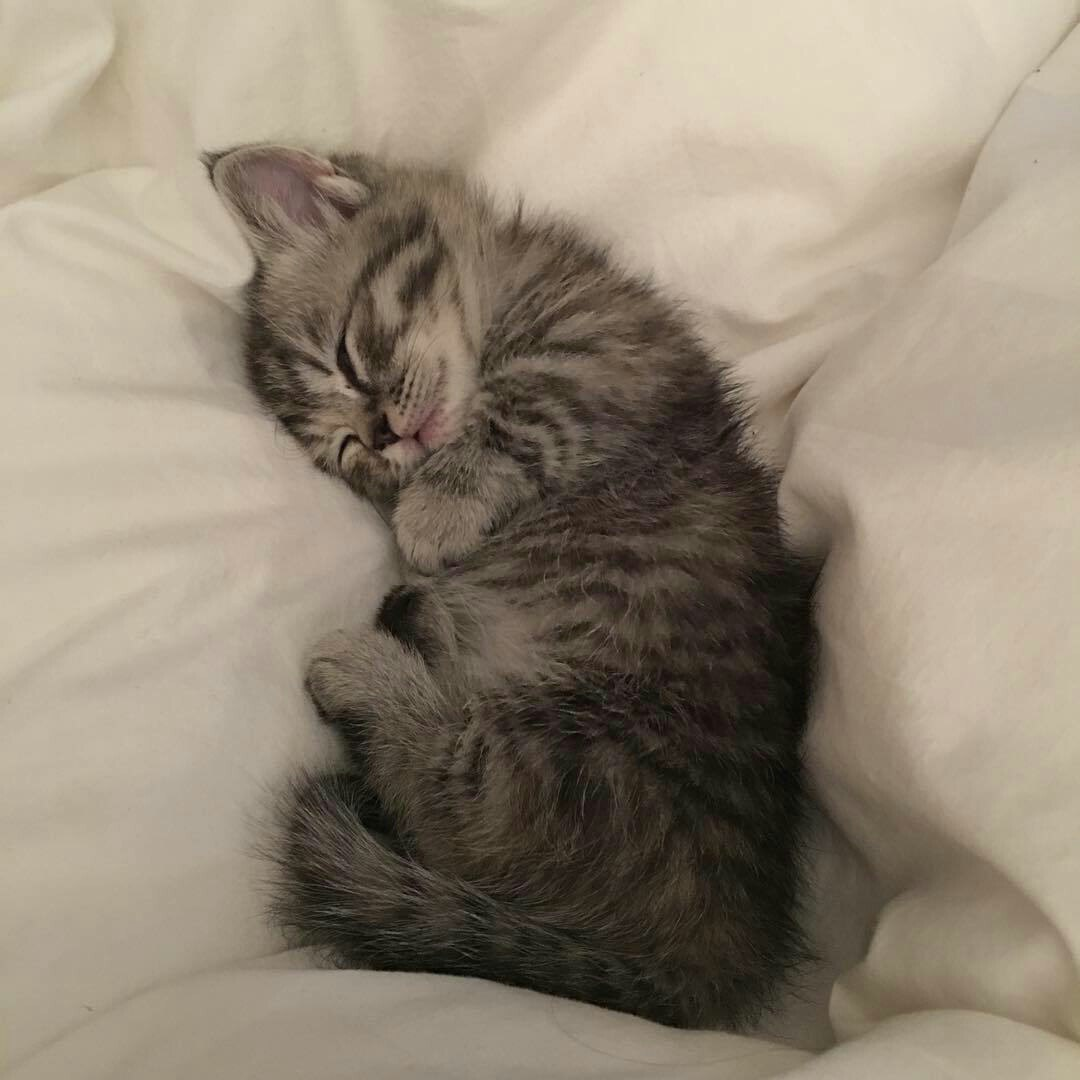 Котик спит фото милое fedoseeva_0 için etkinlikler Last.fm